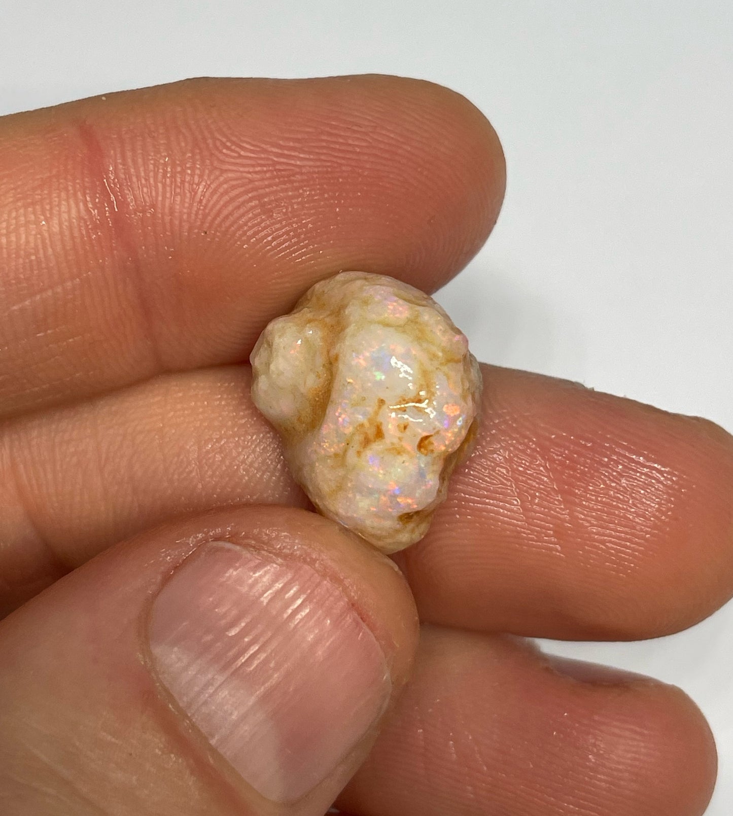 10.3ct Coober Pedy Gastropod (Snail)