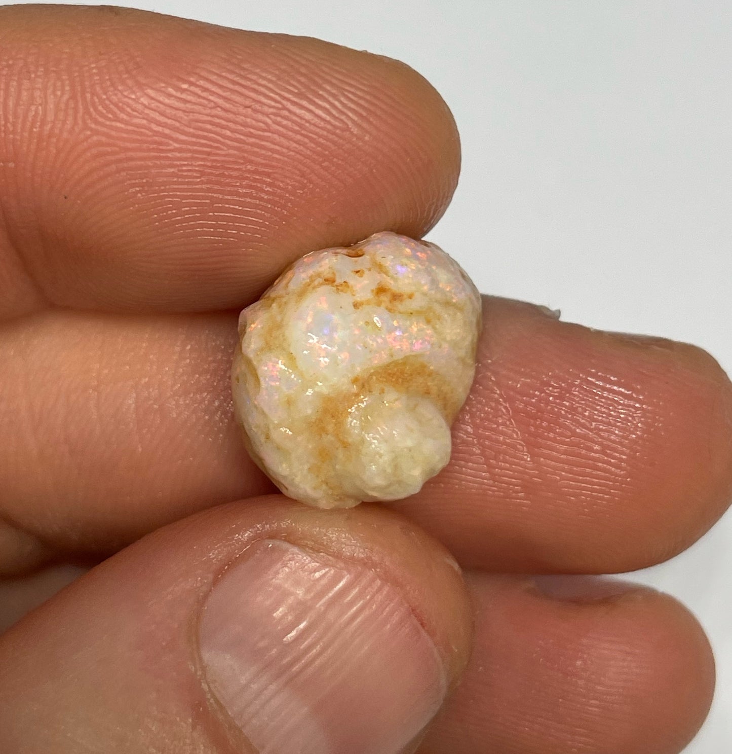 10.3ct Coober Pedy Gastropod (Snail)