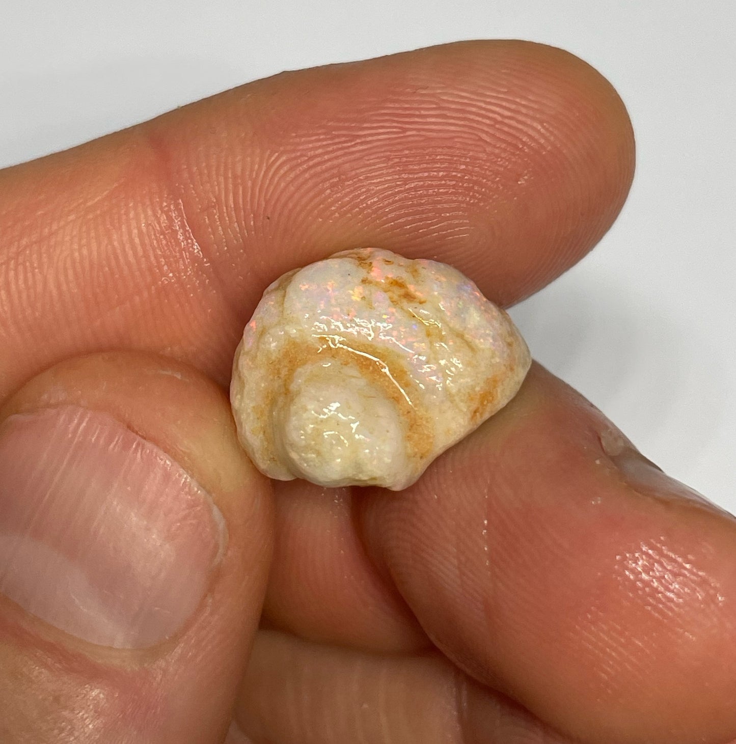 10.3ct Coober Pedy Gastropod (Snail)