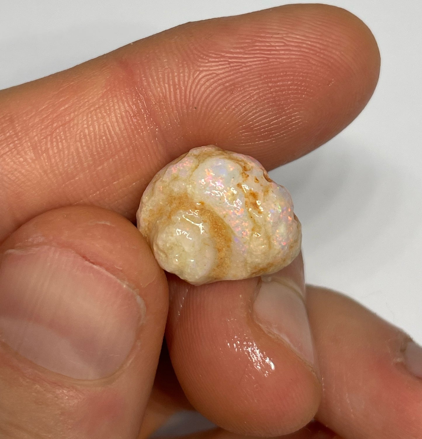 10.3ct Coober Pedy Gastropod (Snail)