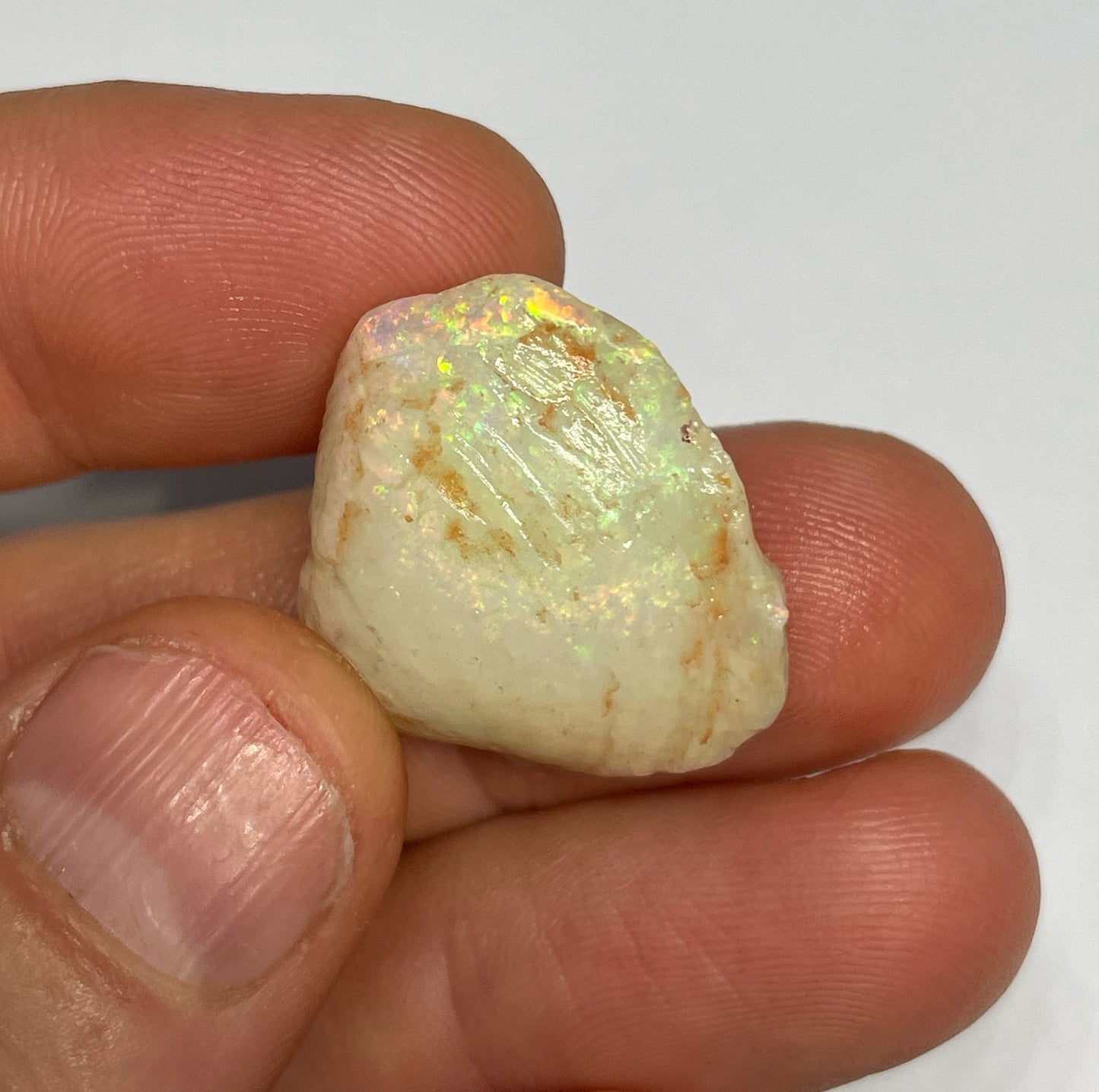 31ct Coober Pedy Shell Fossil