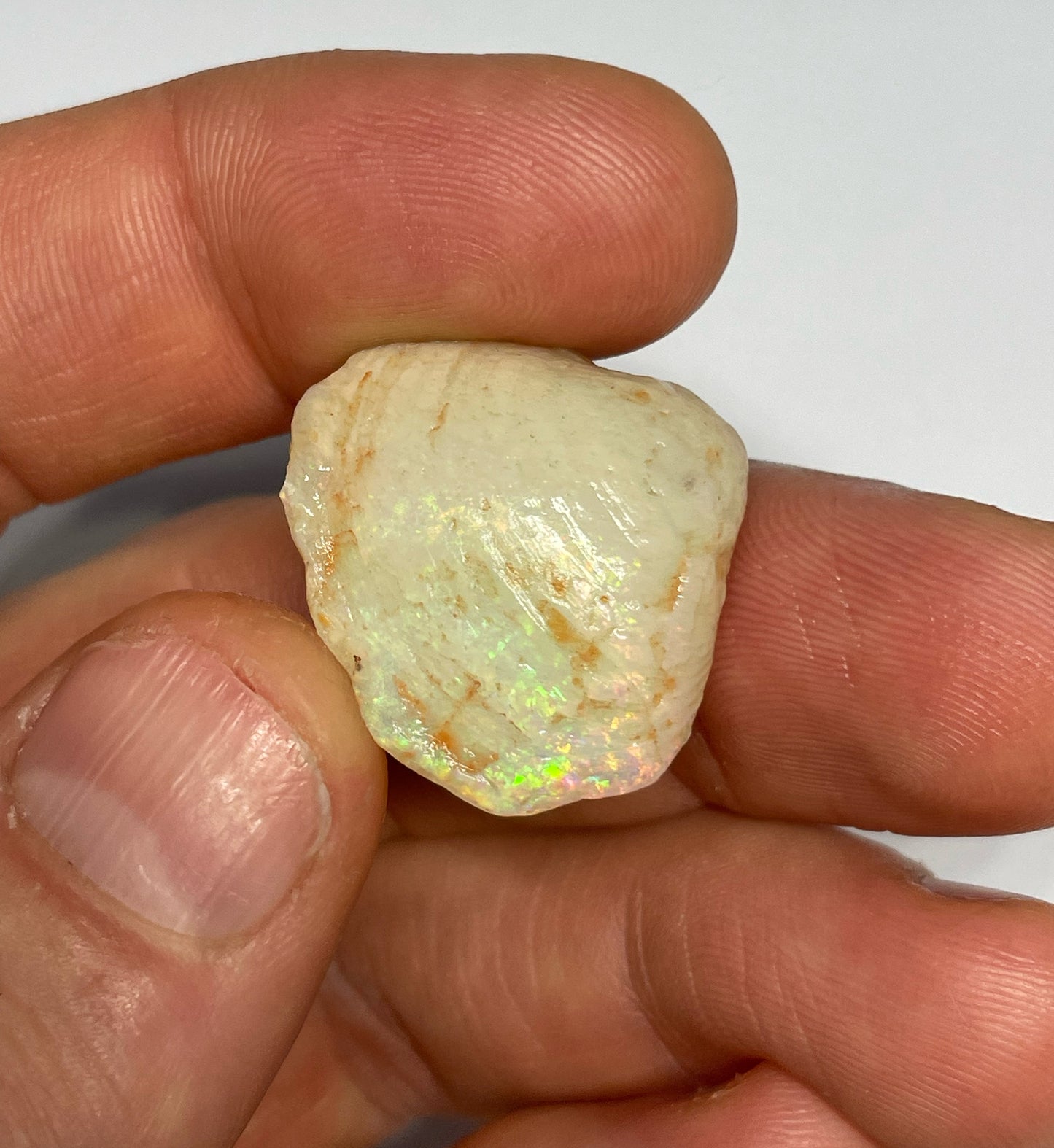 31ct Coober Pedy Shell Fossil