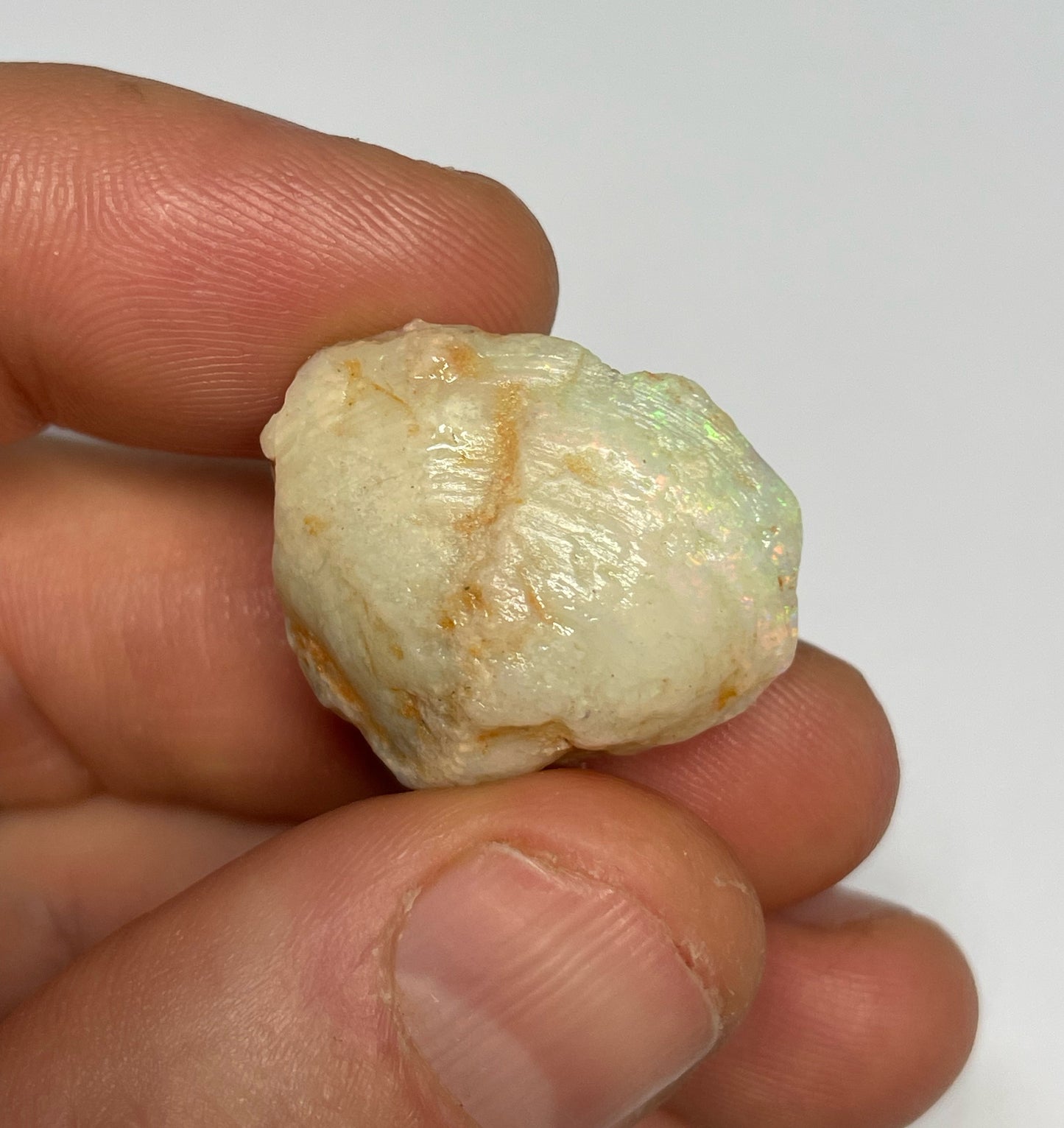31ct Coober Pedy Shell Fossil