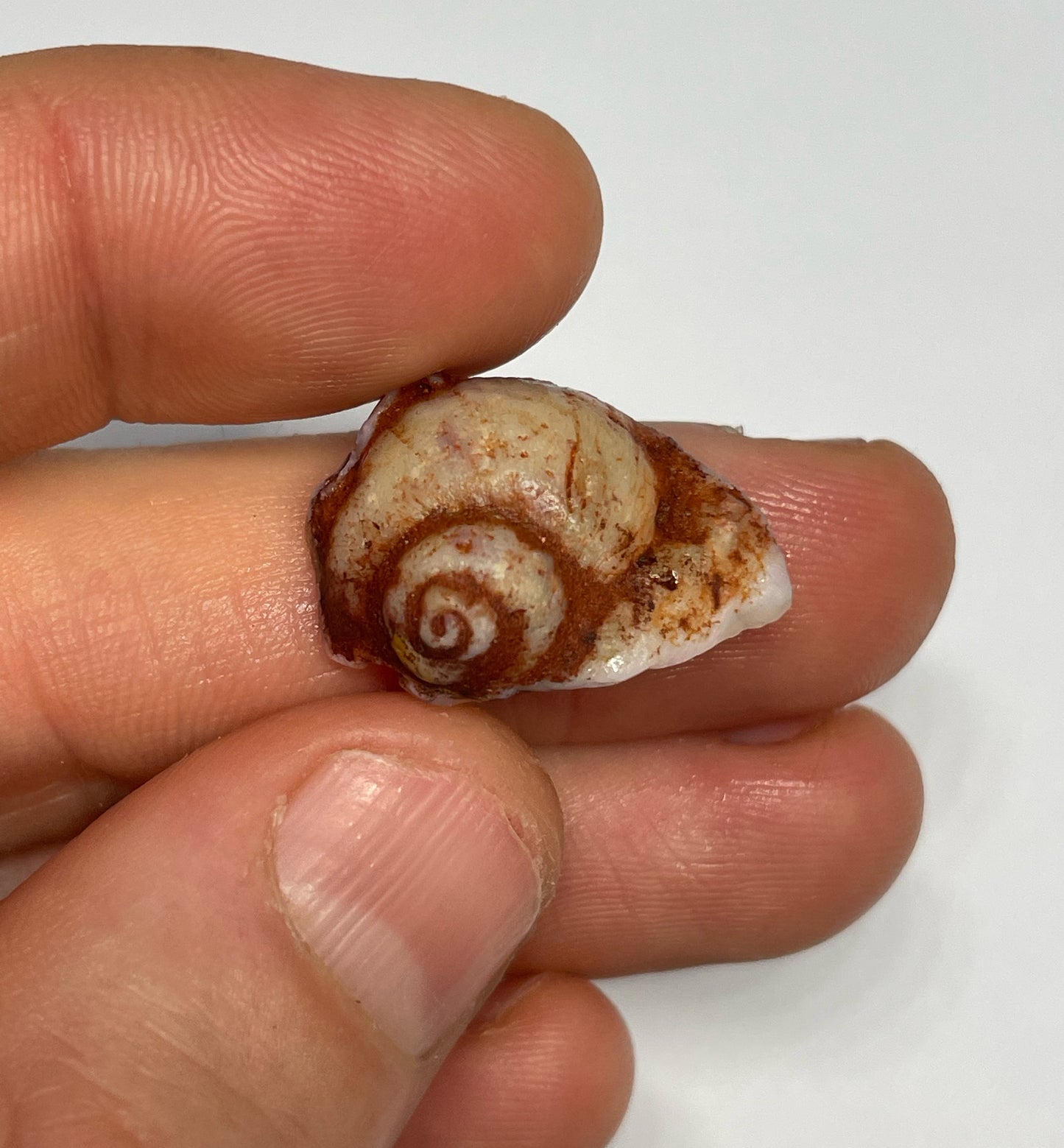 14.8ct Coober Pedy Gastropod (Snail)