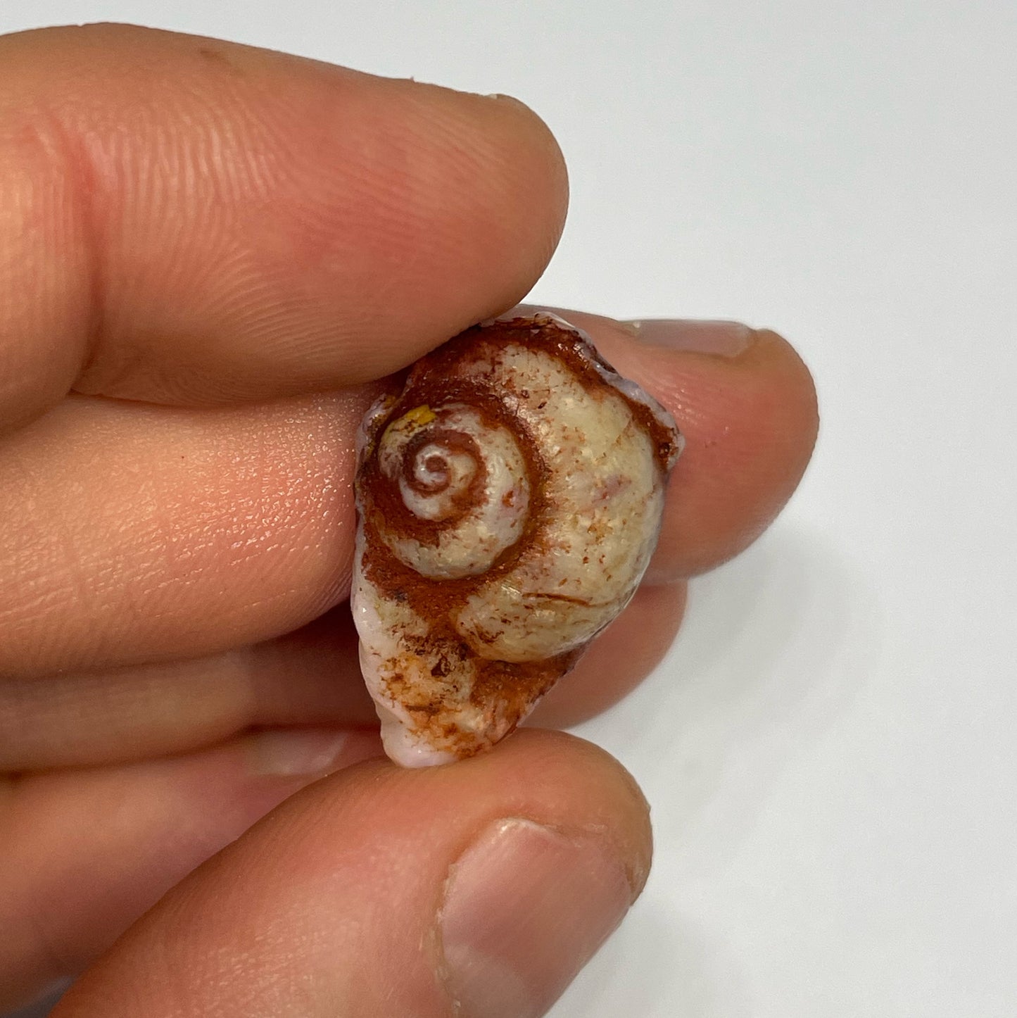 14.8ct Coober Pedy Gastropod (Snail)