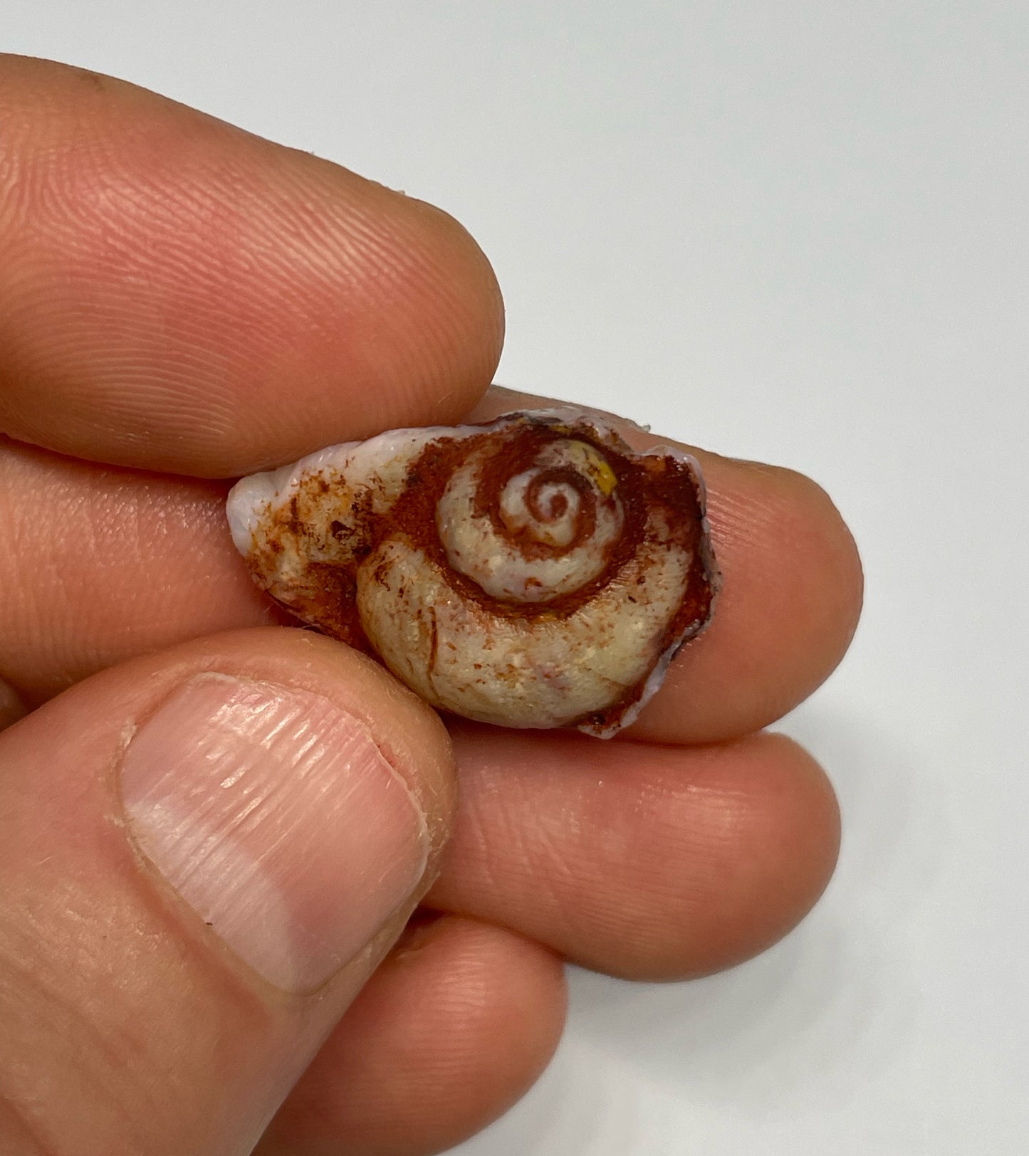 14.8ct Coober Pedy Gastropod (Snail)