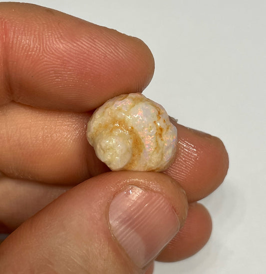 10.3ct Coober Pedy Gastropod (Snail)