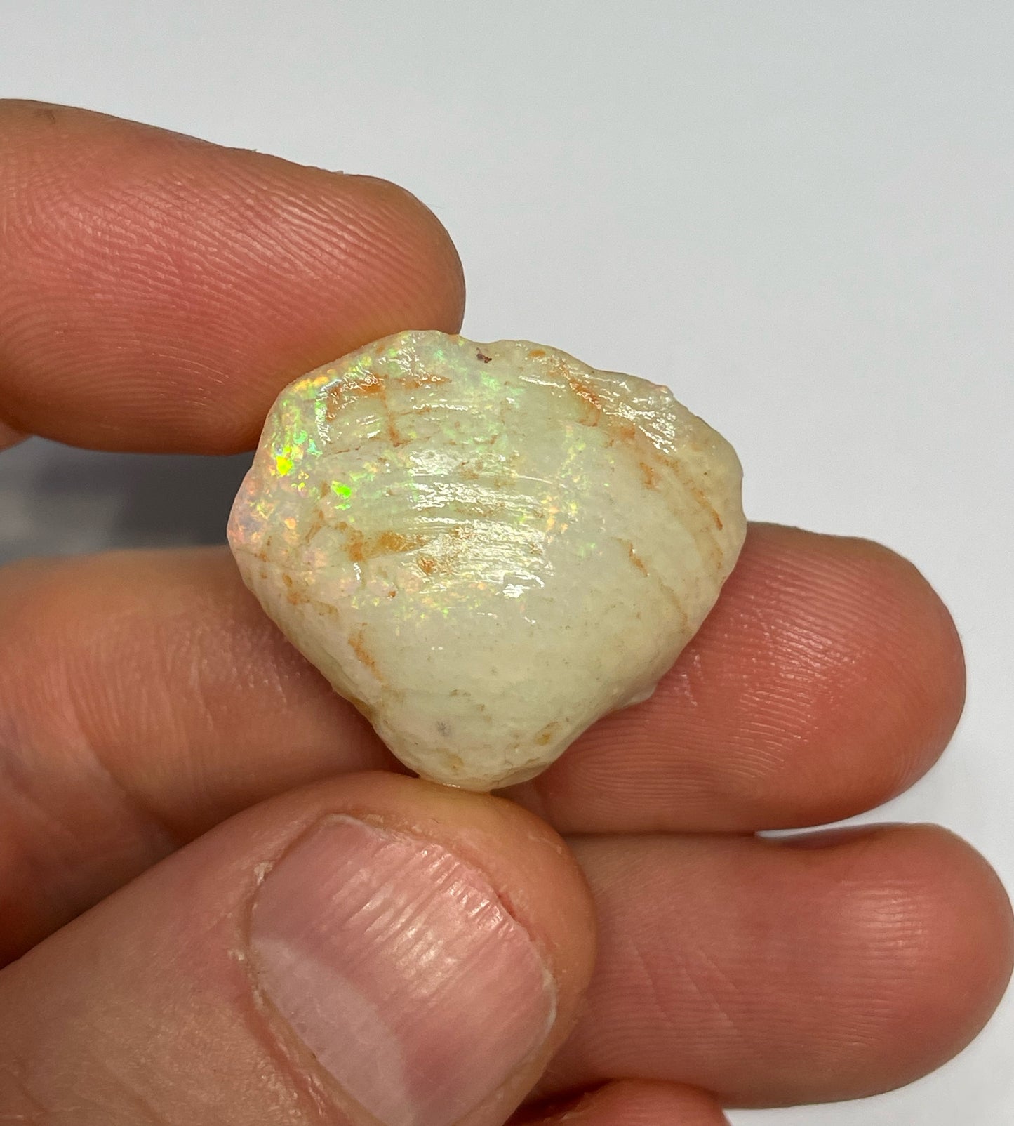 31ct Coober Pedy Shell Fossil