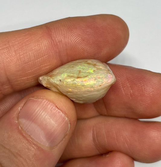 31ct Coober Pedy Shell Fossil