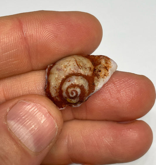 14.8ct Coober Pedy Gastropod (Snail)