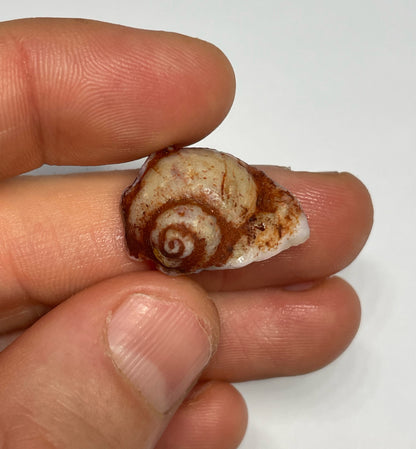 14.8ct Coober Pedy Gastropod (Snail)