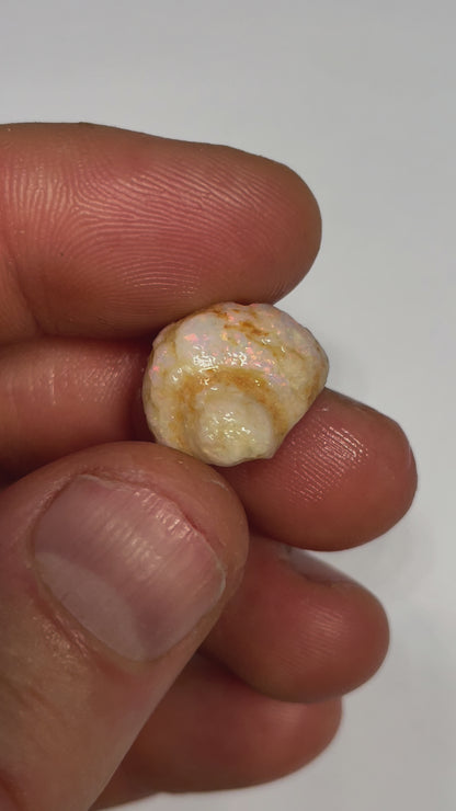 10.3ct Coober Pedy Gastropod (Snail)