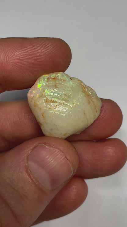 31ct Coober Pedy Shell Fossil