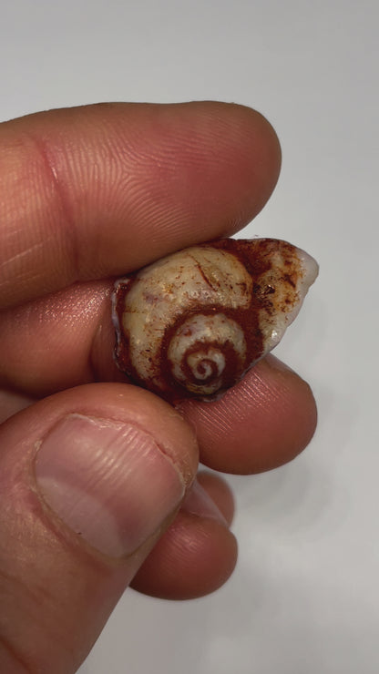 14.8ct Coober Pedy Gastropod (Snail)